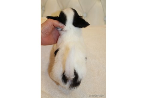 成約済の東京都のチワワ(ロングコート)-256329の2枚目